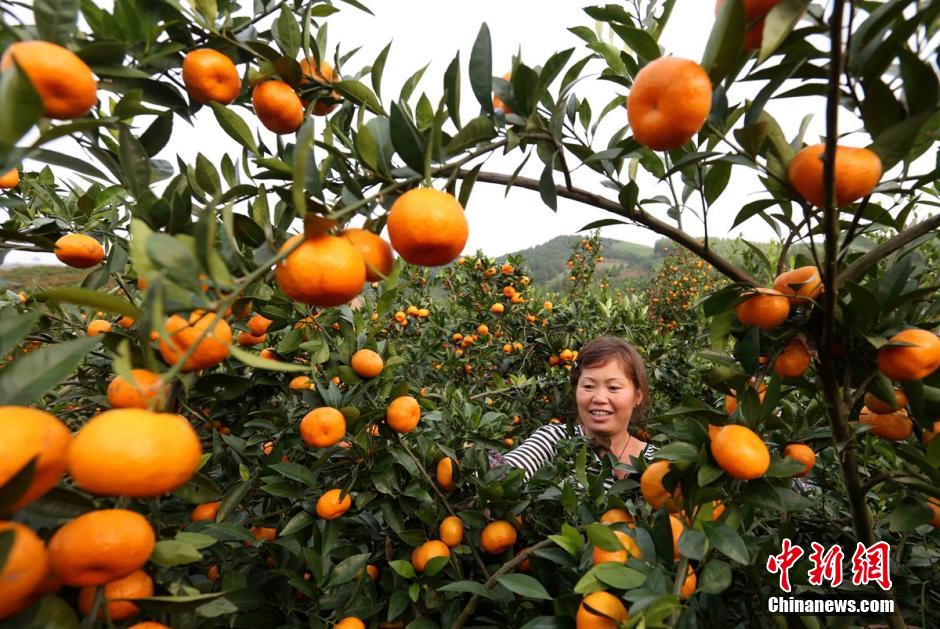 近期,广西柳州市融安县各乡镇种植的1万余亩蜜桔全面进入成熟采收期