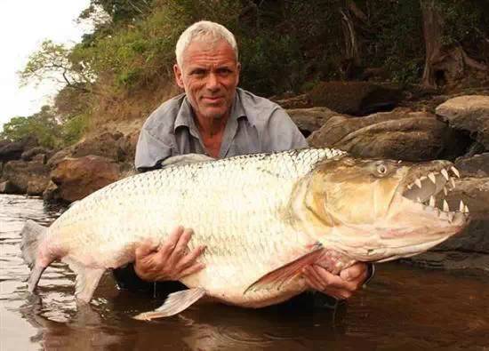 体育 正文歌利亚虎鱼被认为是世界上最大的淡水鱼,它比食人鱼更危险.