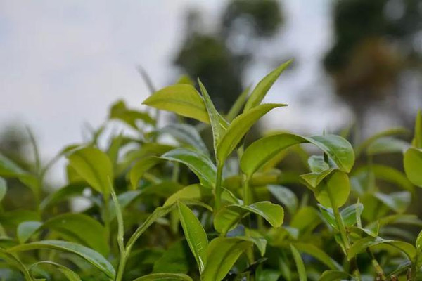 如何鉴别高山茶与平地茶?