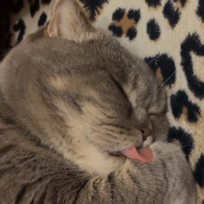 但是,你可能已经注意到这个苏格兰折耳猫的另一个典型的特征