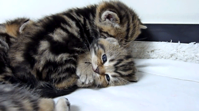 心情不好的时候,记得看看这些小猫抱抱