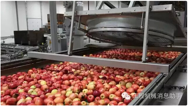 高档苹果清洗打蜡分拣包装生产线机械