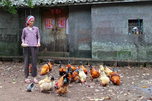 农妇用天价古董喂鸡,被骗走后被自家鸡找回来