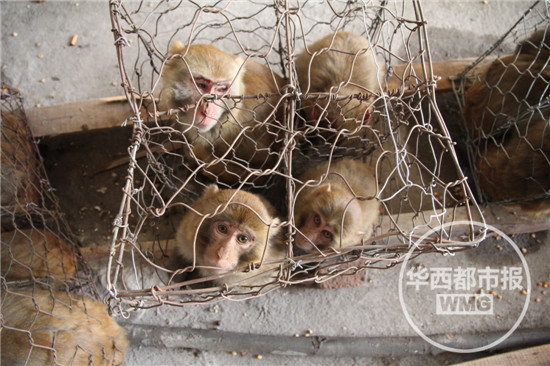 四川泸山解决“猴患”问题 10天抓捕100只猕猴