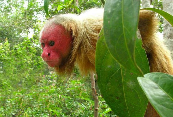 红面秃猴 uakari