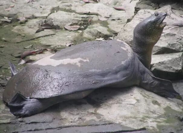 斑鳖 yangtze giant softshell turtle