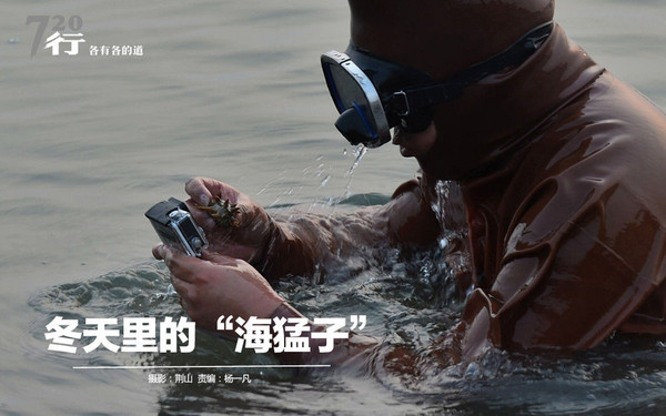 冬天里的海猛子为美食而奔波