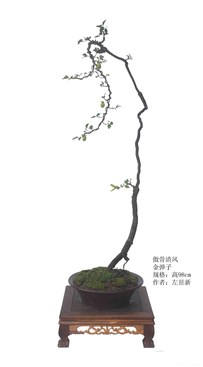 辰˼