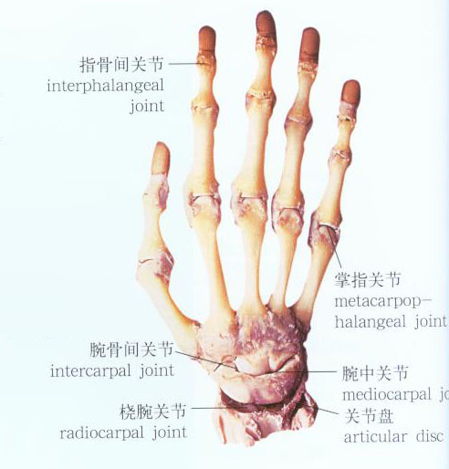 腰间盘突出等有个比较大的区别是,以局部疼痛为主,很少会压迫神经