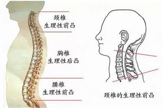 颈椎高清图片