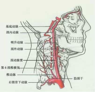 颈椎基础解剖