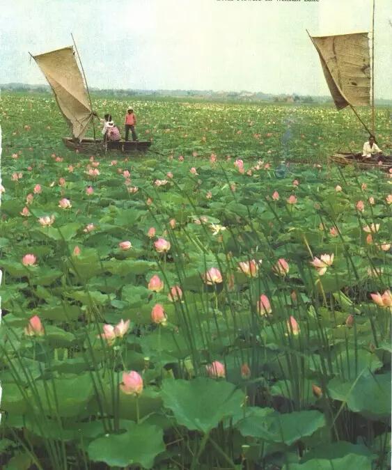 济宁人口多少人口_济宁人口密度图(3)