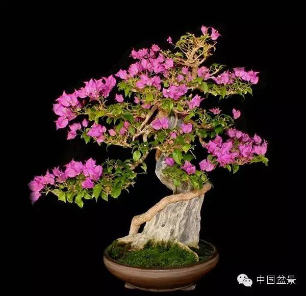 精彩回放: 微型三角梅盆景欣赏与栽培技巧 秀色可餐花果景 金弹子