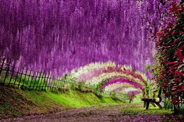 紫藤隧道福冈|4月115月|恋爱圣地在450万朵蓝色粉蝶花海中呼唤爱.