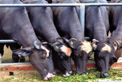 全球最大克隆工厂落户天津 克隆牛肉将端上餐