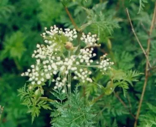 《本草纲目》里的神药:靡芜