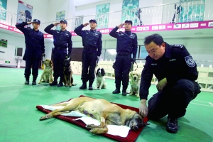 告别仪式特意安排在甜甜天天训练的地方——警犬训练基地的训练馆