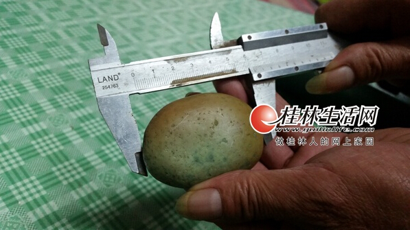 桂林市民珍藏奇石夜间会发光