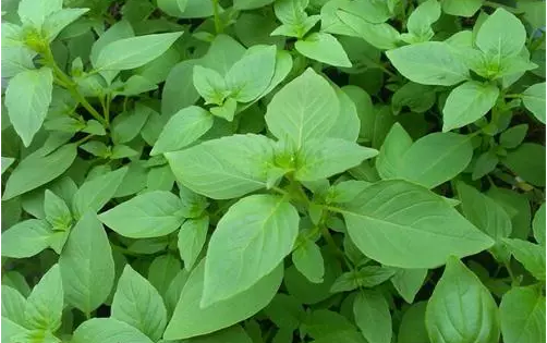 河南18种野菜,过了冬赶紧去挖 | 豫记