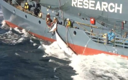 japan"s whaling fleet has set out t