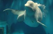 中国首份圈养鲸豚报告 海洋公园动物表演的背后