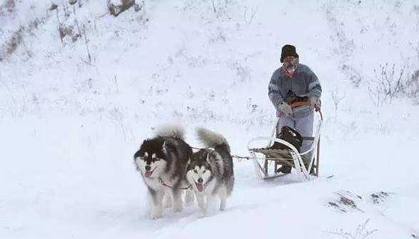 当然了,雪橇这个东西不是太好找,你可以为阿拉斯加犬装一个犬用背包