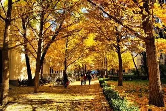 鄂记影像 | 武汉最美的秋天都藏在这些大学里!