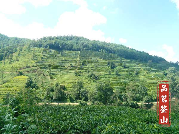 普洱茶山芳香镇沅之五一茶