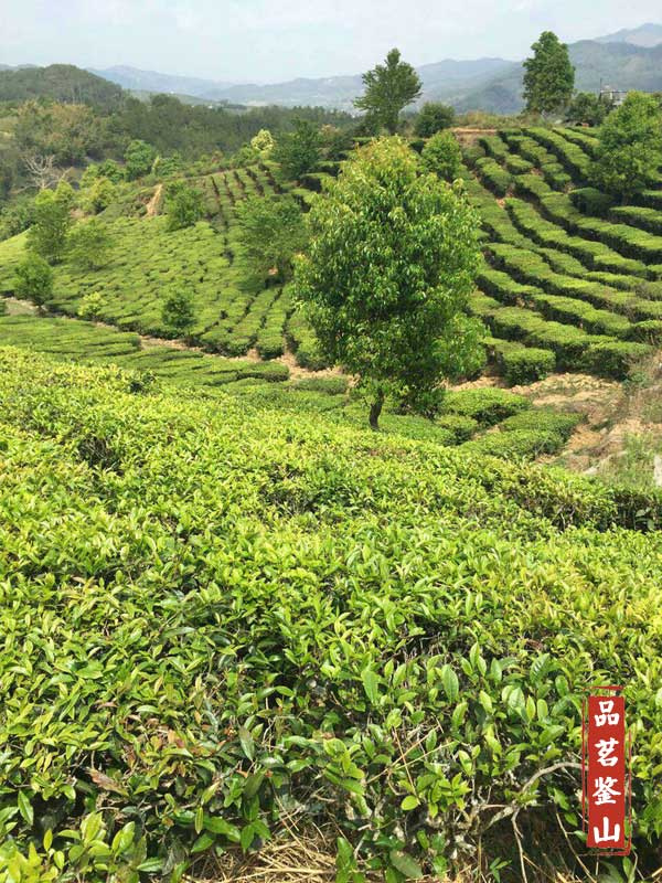 【普洱茶山】"芳香镇沅"之"五一茶"