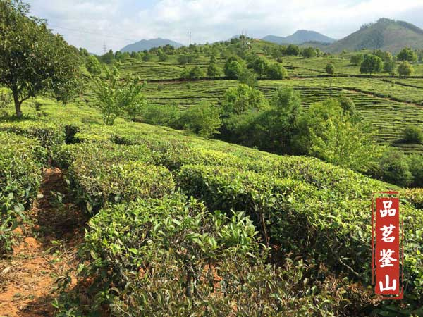 【普洱茶山】"芳香镇沅"之"五一茶"