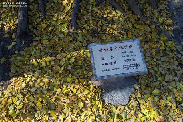 代号0001探访上海银杏王