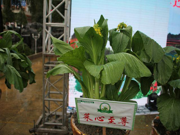 世界上最贵的蔬菜62.888万元在广东连州诞生