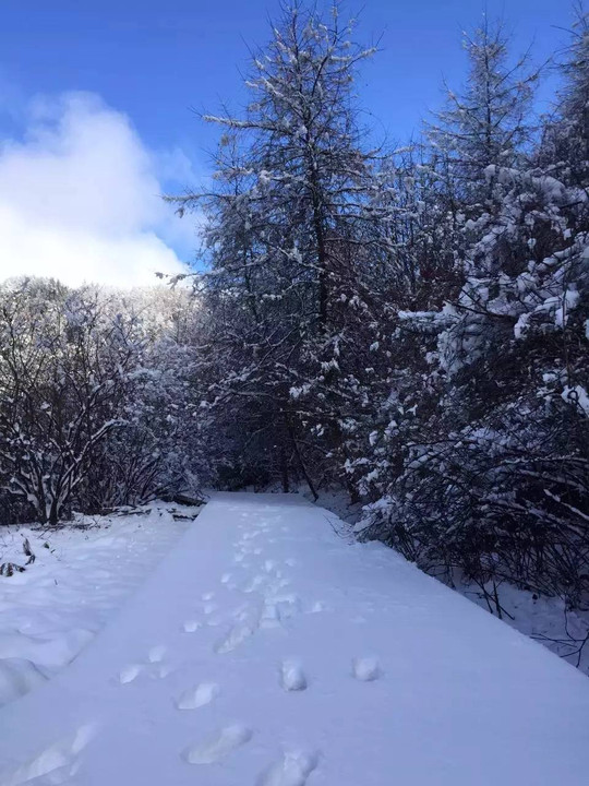 大雪| 在奉节的艳阳里,看大雪纷飞