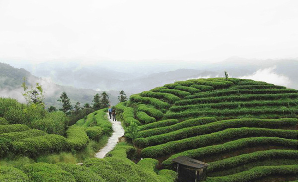 都匀打造"云端茶海"茶业旅游带