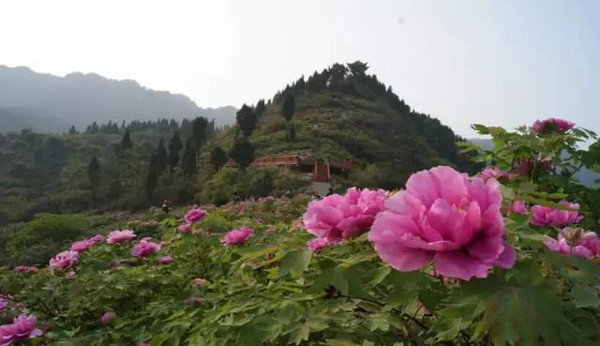 永川黄瓜山中华梨村:梨花