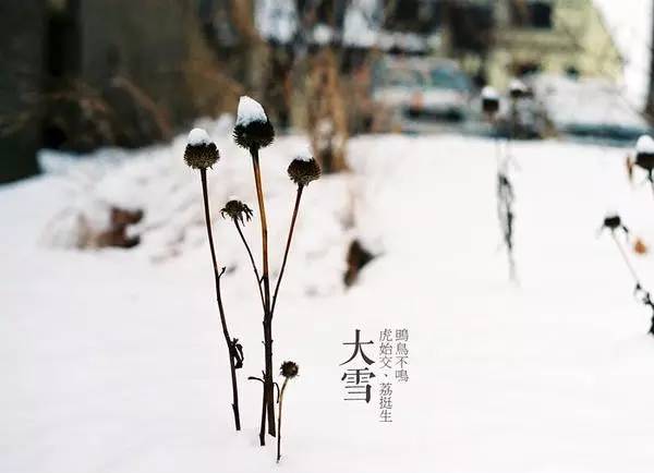 大雪时节分为三候:"一候鹖鴠(音:hé dàn)不鸣;二候虎始交;三候荔挺