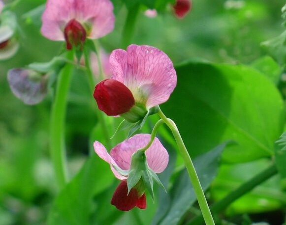 豌豆花:助文昌运