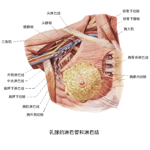 因此,乳房外侧的肿瘤向腋窝淋巴结转移较多,肿瘤位於内侧时内乳淋巴结