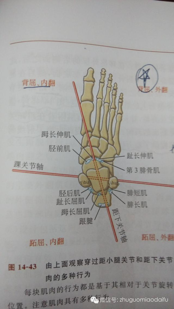 引起踝关节疼痛的十块肌肉