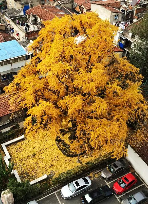 汉阳树,你太霸气了. 摄影