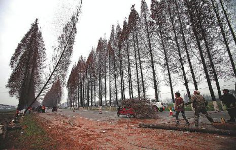 国道改扩建3824棵水杉将被砍 负责人称已办采伐证