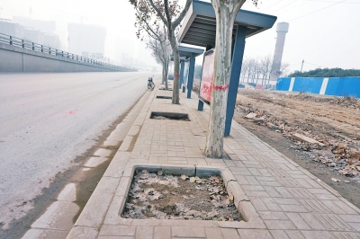 郑州一人行道怪象：行道树长在地砖上 树坑闲置