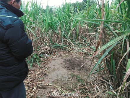 广西8岁女童放学途中失踪 3天后甘蔗地发现尸体