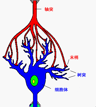 探秘大脑之【头脑风暴—动作电位】