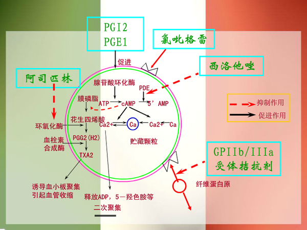 主要抗血小板药物作用机理