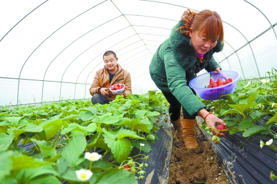 大棚种植带动村民创收(图),一亩大棚草莓种植利