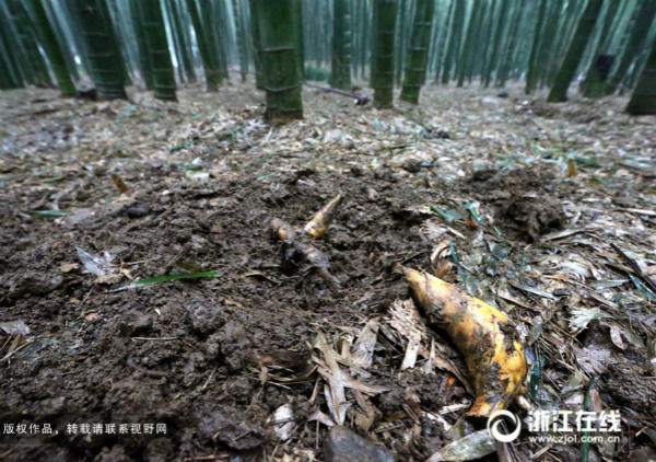杭州：200亩竹园遭市民挖笋 现场如被炮轰过(图)