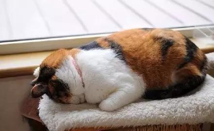 猫咪打瞌睡的样子实在是太可爱了!