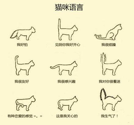 猫流眼泪是哭了吗?这8个狗狗猫咪的语言,你懂吗