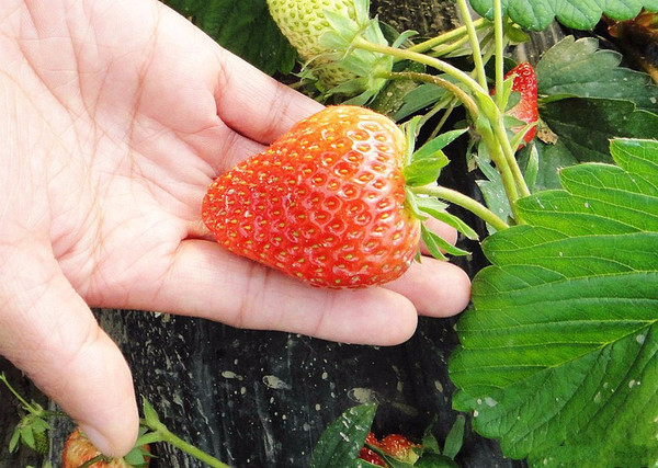 光大青草莓种植基地,就有好几十个大棚,进棚采摘每人10元.